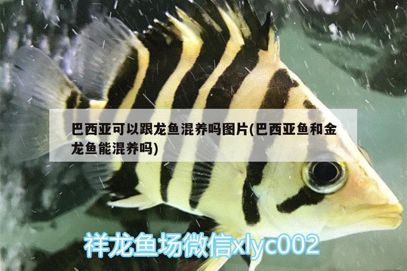 泰山鱼缸厂：泰山石 鱼缸 养鱼的好处 第1张