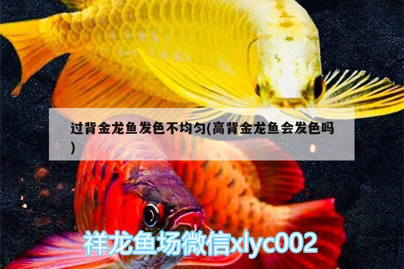 过背金龙鱼发色不均匀(高背金龙鱼会发色吗)