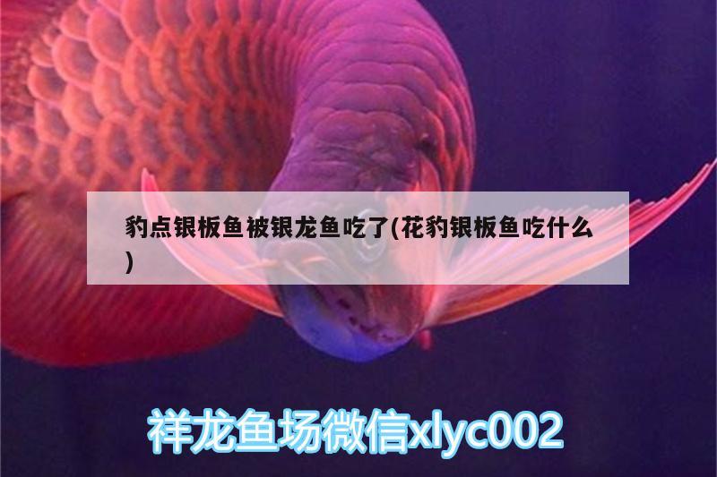 鱼缸潜水泵什么牌子静音效果好用 鱼缸潜水泵什么牌子静音效果好用呢 球鲨鱼