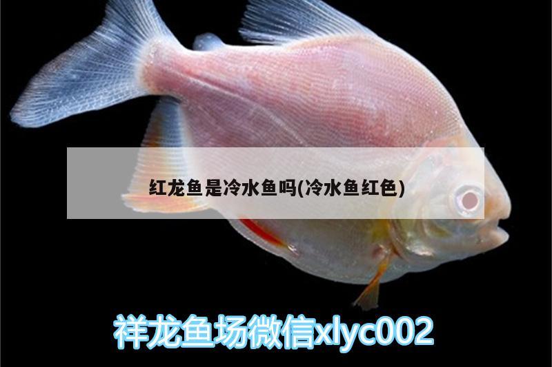 红龙鱼是冷水鱼吗(冷水鱼红色) 鱼缸/水族箱