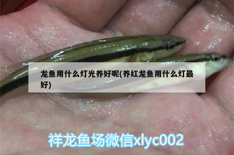 龙鱼用什么灯光养好呢(养红龙鱼用什么灯最好) 大白鲨鱼苗