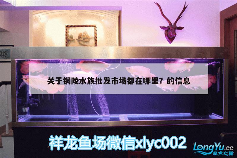 关于铜陵水族批发市场都在哪里？的信息