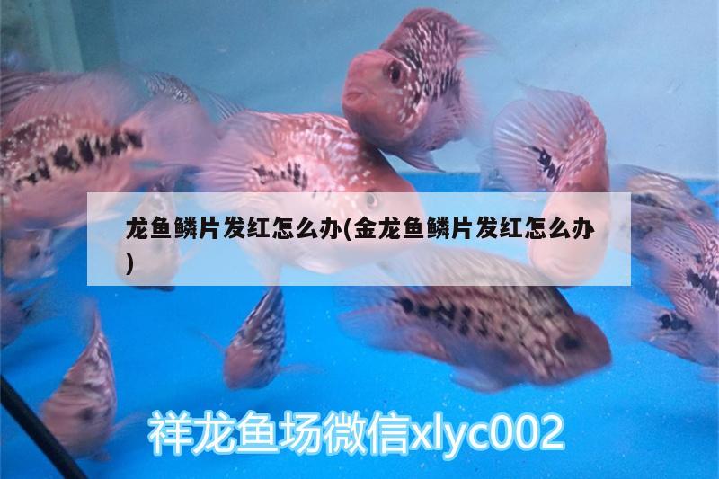 龙鱼鳞片发红怎么办(金龙鱼鳞片发红怎么办) 祥龙超血红龙鱼