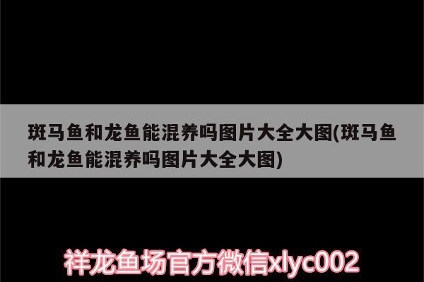 斑马鱼和龙鱼能混养吗图片大全大图(斑马鱼和龙鱼能混养吗图片大全大图) 女王大帆鱼苗 第2张