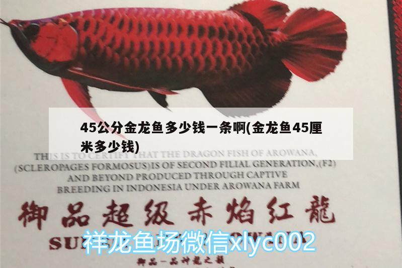 45公分金龙鱼多少钱一条啊(金龙鱼45厘米多少钱) 广州水族批发市场