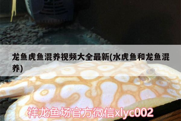 龙鱼虎鱼混养视频大全最新(水虎鱼和龙鱼混养) 食人鱼（水虎）