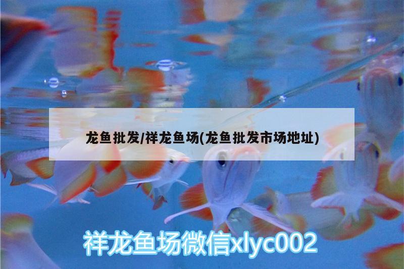 悦洋水族鱼缸图片欣赏（悦洋水族鱼缸图片欣赏大全） 狗仔招财猫鱼 第2张