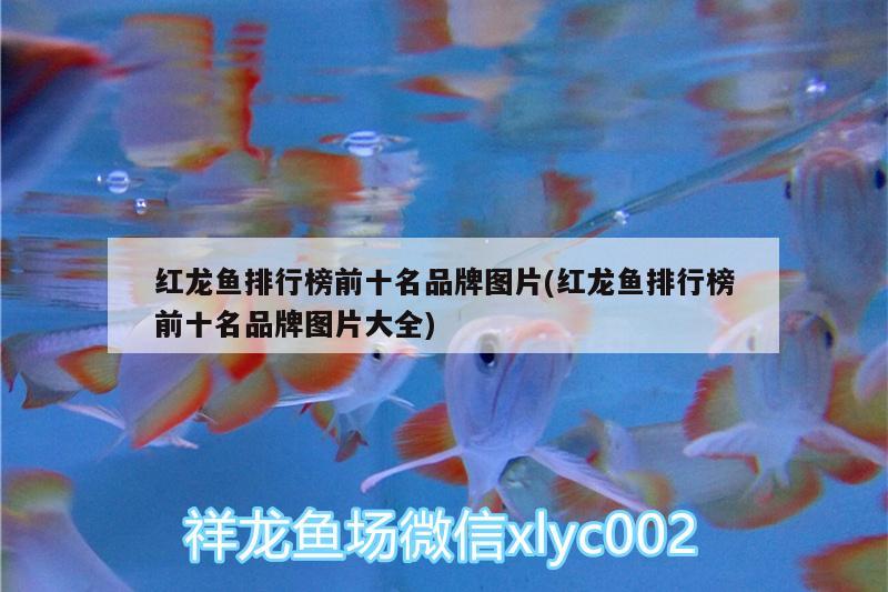 喂了一条龙两条虎平常喂活的小鱼儿但是龙鱼老抢不过两条虎鱼怎么办？龙鱼没吃饱虎鱼吃撑了