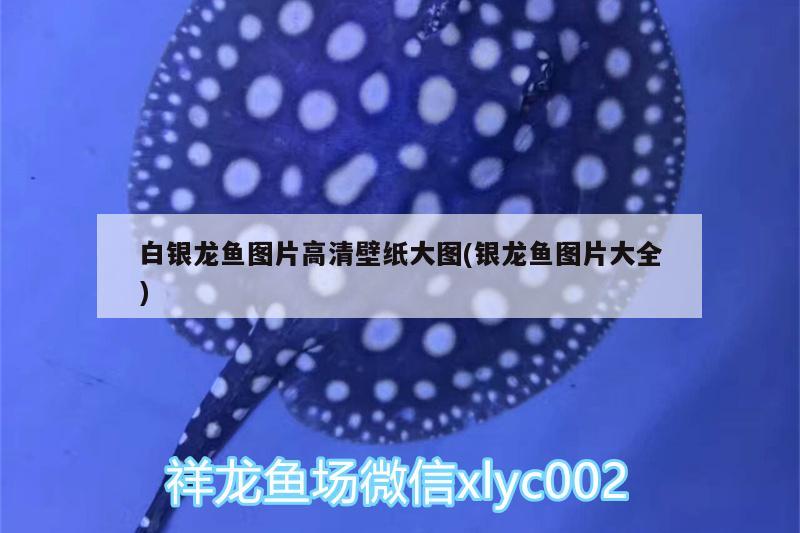 分类的定义是什么小学数学：分类的含义和方法试讲 观赏鱼 第1张