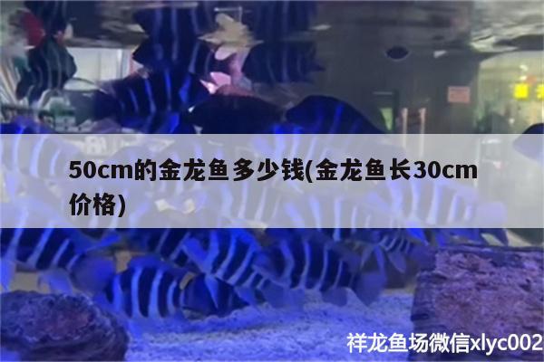 50cm的金龙鱼多少钱(金龙鱼长30cm价格)