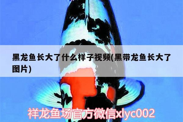 黑龙鱼长大了什么样子视频(黑带龙鱼长大了图片) 黑桃A鱼苗