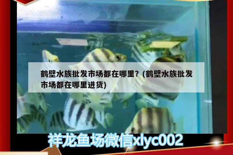 鹤壁水族批发市场都在哪里？(鹤壁水族批发市场都在哪里进货)