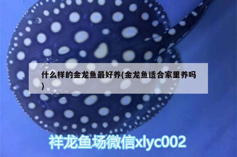 什么样的金龙鱼最好养(金龙鱼适合家里养吗) 广州祥龙国际水族贸易