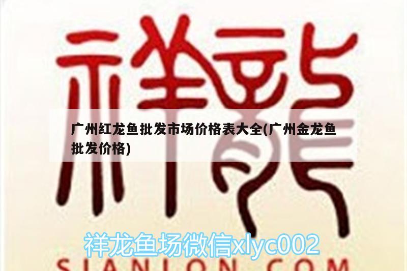 金龙鱼喜欢什么颜色的灯光:金龙鱼选择什么颜色的灯光? 羽毛刀鱼苗 第1张