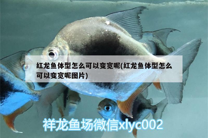 红龙鱼体型怎么可以变宽呢(红龙鱼体型怎么可以变宽呢图片) 祥龙进口元宝凤凰鱼 第2张