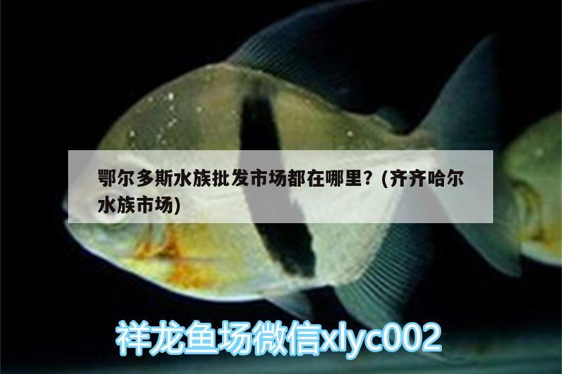 鄂尔多斯水族批发市场都在哪里？(齐齐哈尔水族市场) 观赏鱼水族批发市场