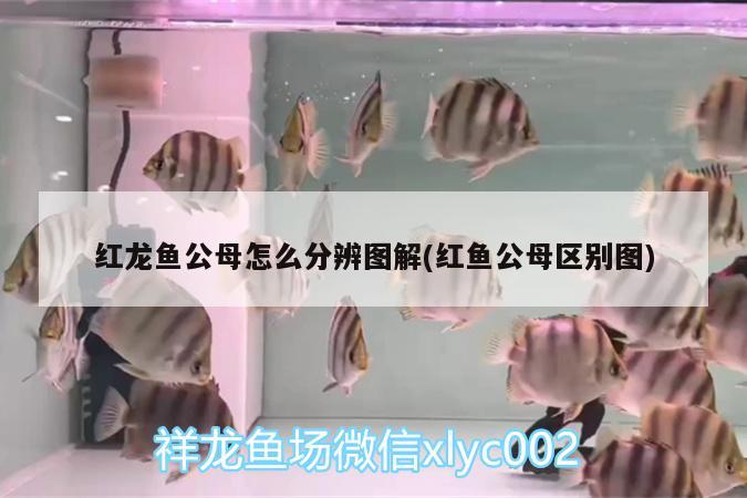 红龙鱼公母怎么分辨图解(红鱼公母区别图) 广州龙鱼批发市场