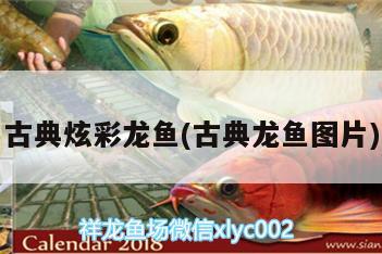 古典炫彩龙鱼(古典龙鱼图片) 水族灯（鱼缸灯）