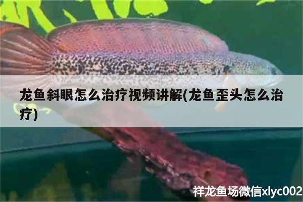 龙鱼斜眼怎么治疗视频讲解(龙鱼歪头怎么治疗) 元宝凤凰鱼 第2张