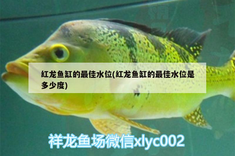 红龙鱼缸的最佳水位(红龙鱼缸的最佳水位是多少度)