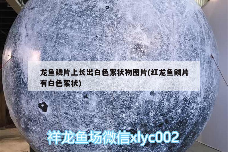 龙鱼鳞片上长出白色絮状物图片(红龙鱼鳞片有白色絮状) 祥龙金禾金龙鱼