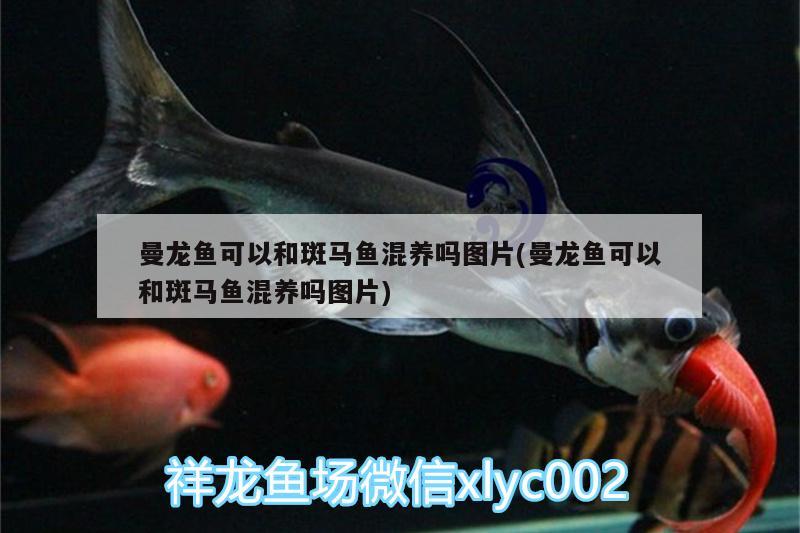 务川水族批发市场：贵州有几个市几个州几个区 观赏鱼水族批发市场 第2张