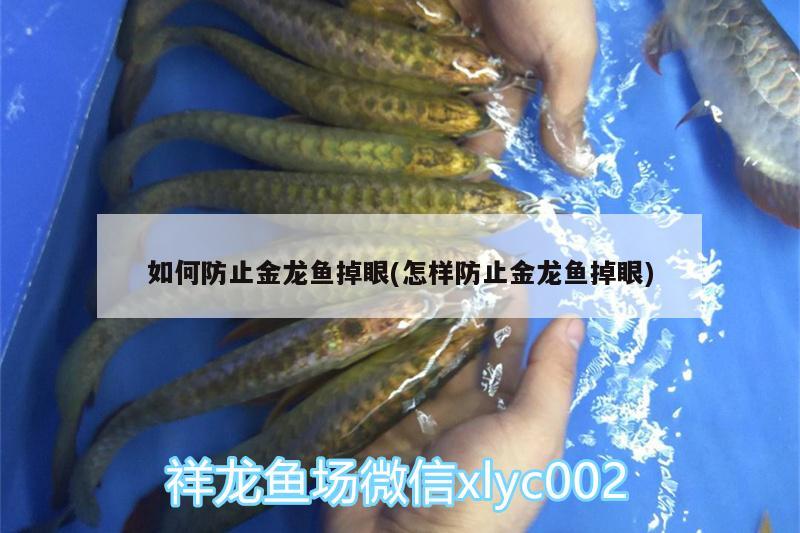 如何防止金龙鱼掉眼(怎样防止金龙鱼掉眼) 熊猫异形鱼L46 第2张