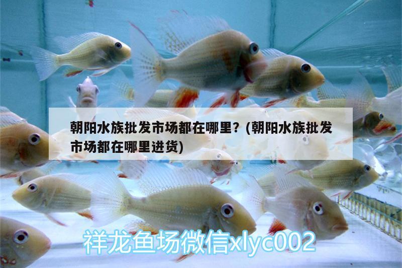 朝阳水族批发市场都在哪里？(朝阳水族批发市场都在哪里进货) 观赏鱼水族批发市场