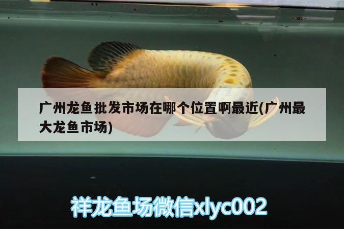 广州龙鱼批发市场在哪个位置啊最近(广州最大龙鱼市场) 龙鱼批发