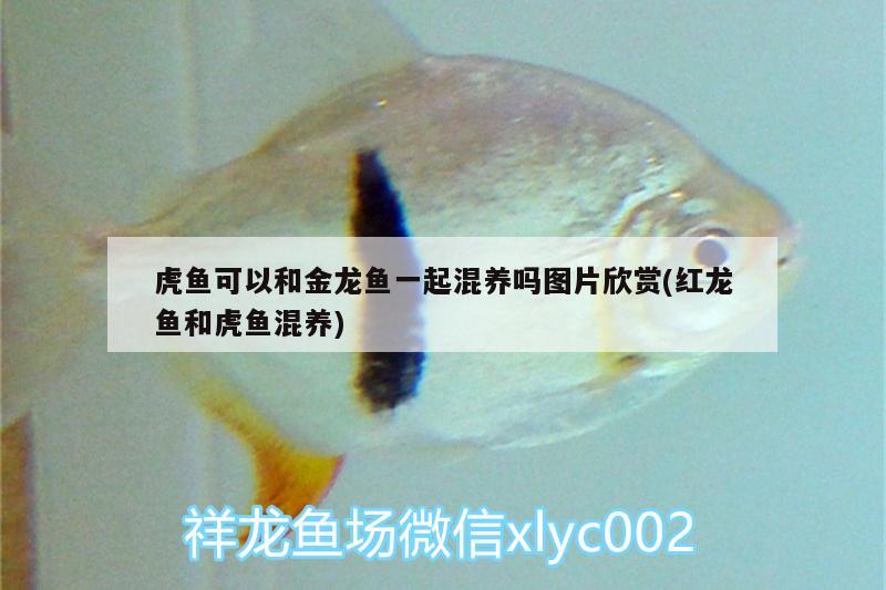 虎鱼可以和金龙鱼一起混养吗图片欣赏(红龙鱼和虎鱼混养) 虎鱼百科