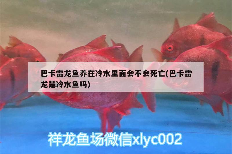 巴卡雷龙鱼养在冷水里面会不会死亡(巴卡雷龙是冷水鱼吗) 巴卡雷龙鱼