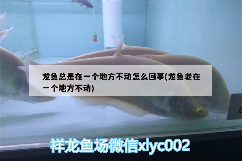 世界3大咖啡豆榜首，cotti品牌介绍