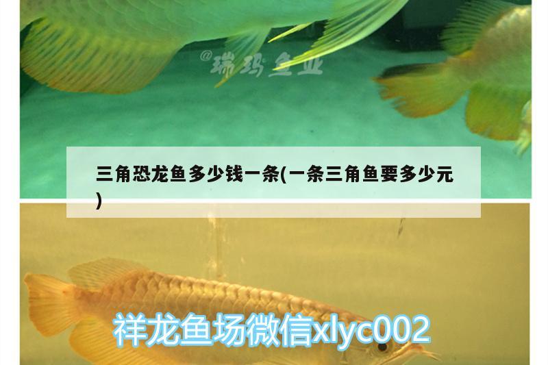 高新区九湖小何观赏鱼店 全国水族馆企业名录 第3张