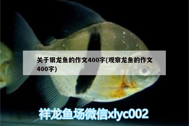 关于银龙鱼的作文400字(观察龙鱼的作文400字) 银龙鱼