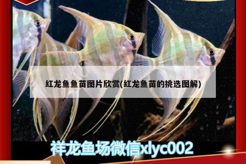 陇南水族批发市场在哪里啊电话（西安水族批发市场在哪里） 养鱼知识 第3张