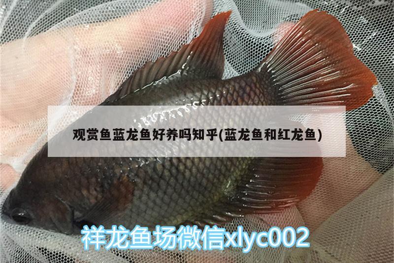 观赏鱼蓝龙鱼好养吗知乎(蓝龙鱼和红龙鱼) 喂食器