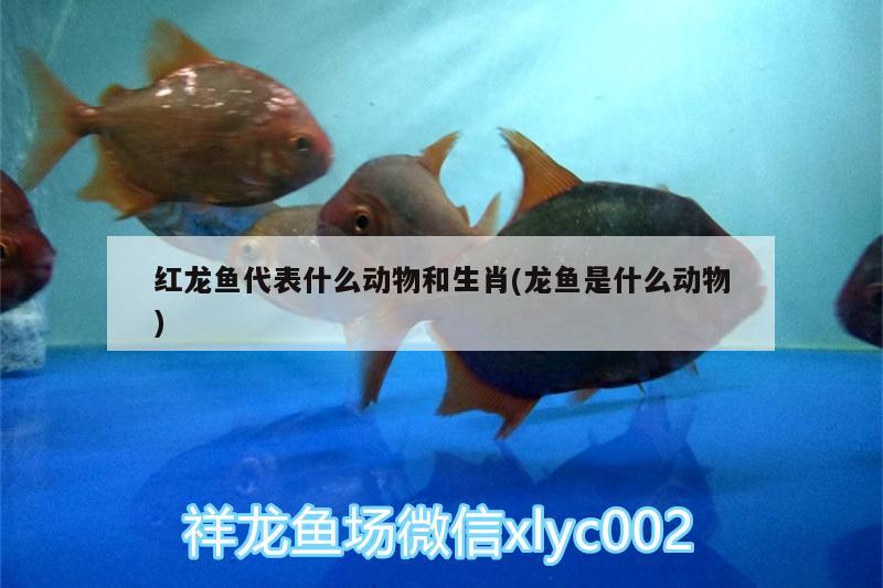 张家界观赏鱼:湖南冷水鱼有哪些品种 观赏鱼企业目录 第1张