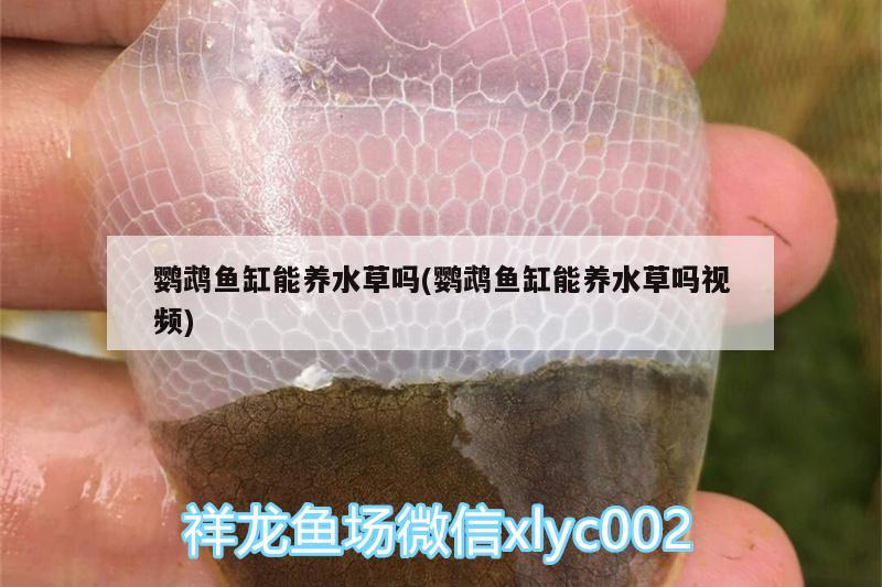 东莞水族器材滤材（水族滤材生产厂家） 斑马鸭嘴鱼苗 第3张