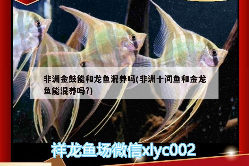 上海观赏鱼批发市场地址（ 上海市观赏鱼批发市场） 水族品牌