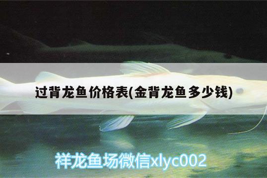 过背龙鱼价格表(金背龙鱼多少钱) 鱼缸/水族箱