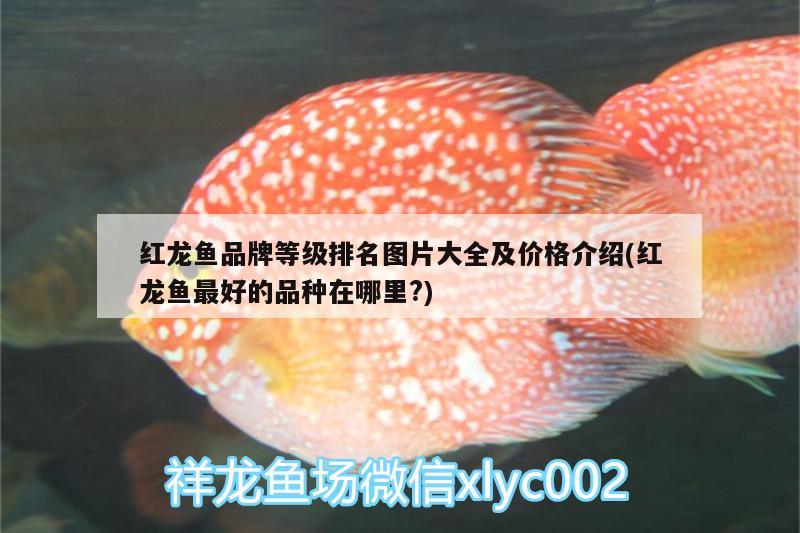 海丰县公平锦鳞水族店