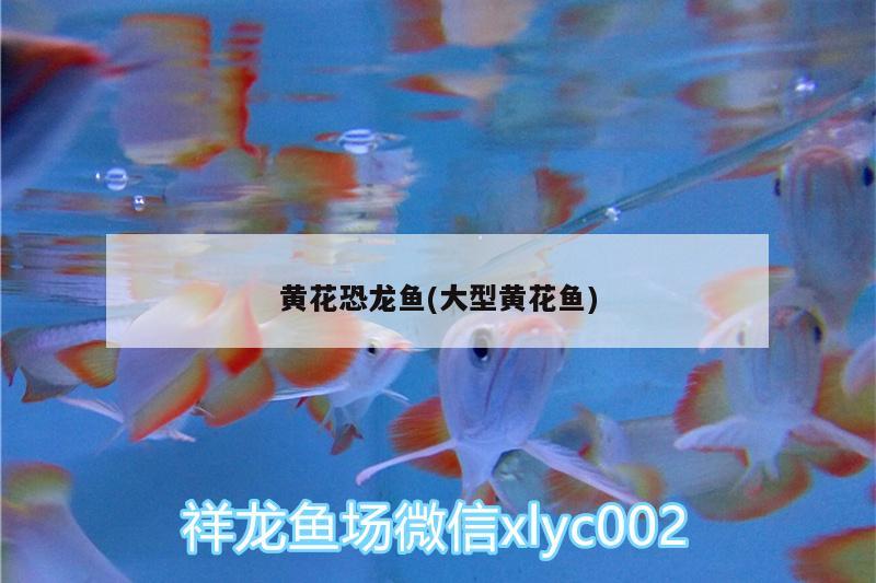 龙鱼体型排名图片(龙鱼体型排名图片大全) 广州水族批发市场