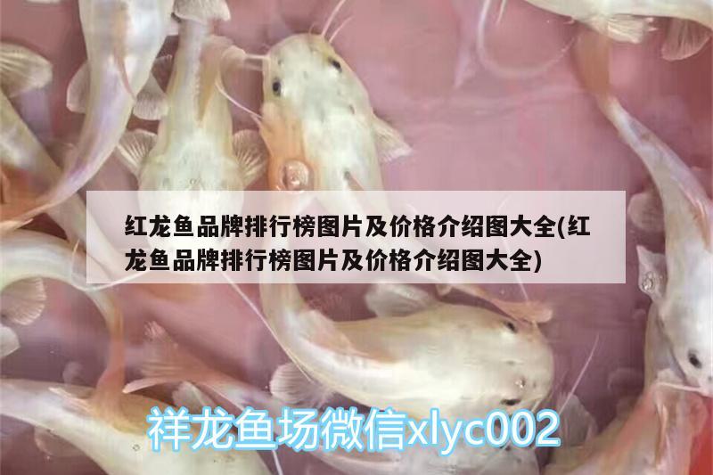 北京任永平渔具店 全国水族馆企业名录 第3张