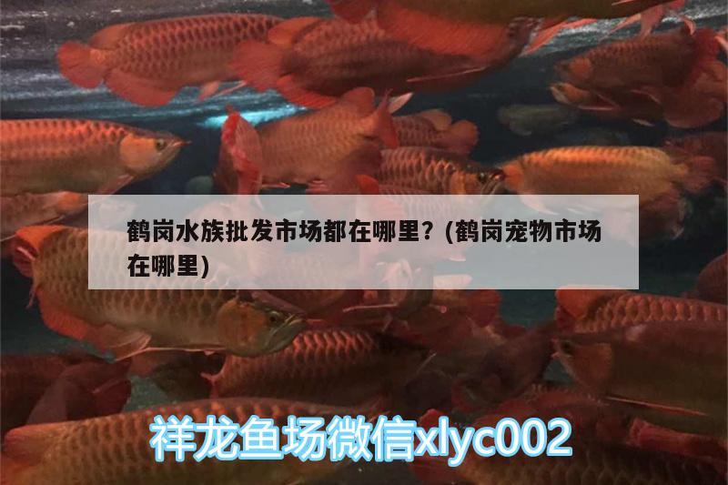 鹤岗水族批发市场都在哪里？(鹤岗宠物市场在哪里)