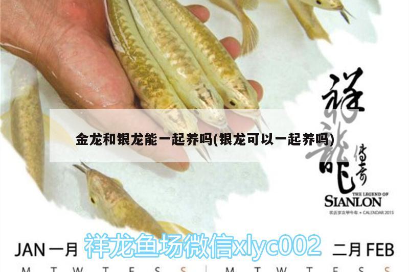 金龙鱼钻石卡：金龙鱼钻石卡金额多少 广州水族批发市场 第3张