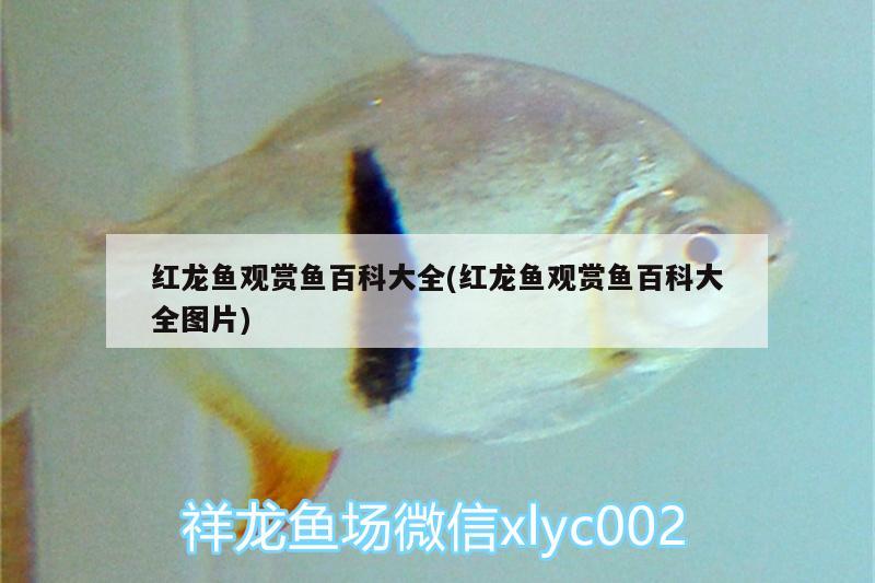 高陵水族批发市场地址电话是多少啊的简单介绍 养鱼知识 第2张