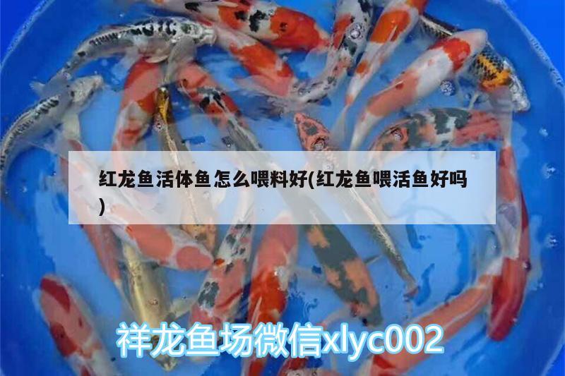 红龙鱼活体鱼怎么喂料好(红龙鱼喂活鱼好吗)