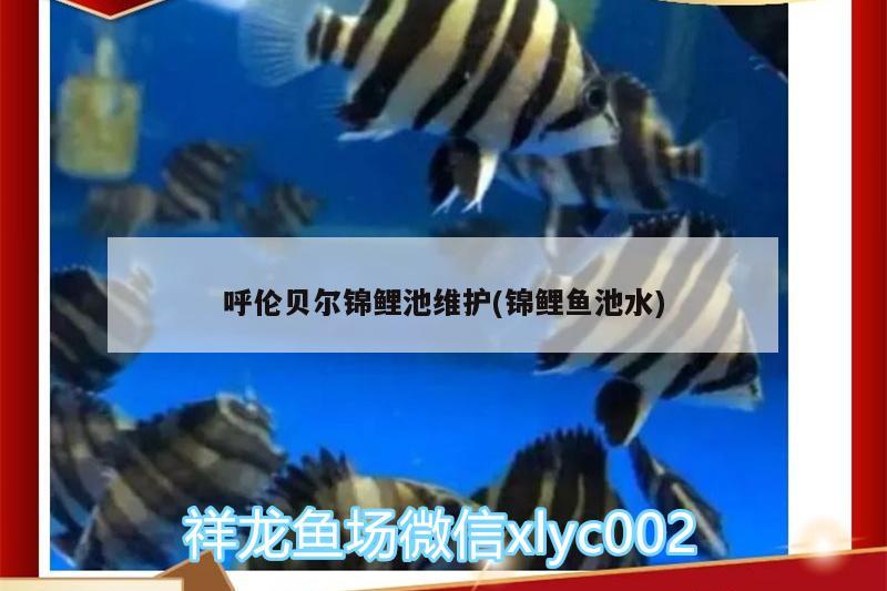 呼伦贝尔锦鲤池维护(锦鲤鱼池水) 鱼缸/水族箱