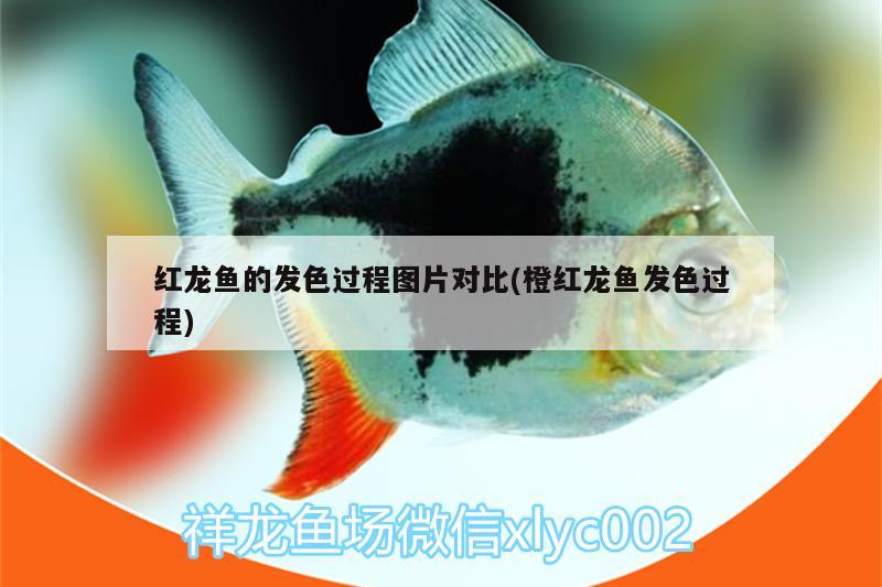 南京水族批发市场在哪个位置：南京水族批发市场在哪个位置呀 观赏鱼水族批发市场 第2张