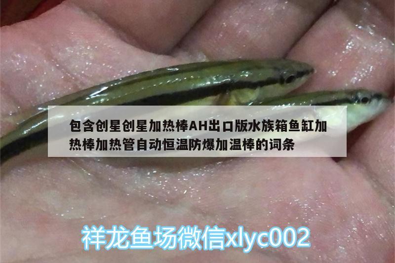 好红龙鱼的表现是什么(红龙鱼知识) 苏虎